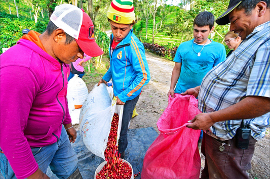 La Bastilla - Natural