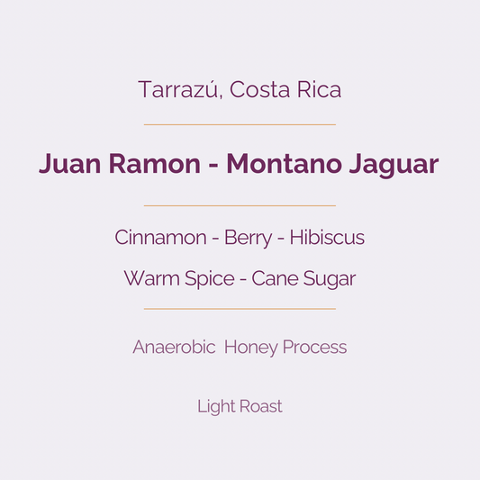 Montano Jaguar - Anaerobic