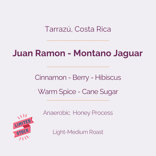 Montano Jaguar - Anaerobic