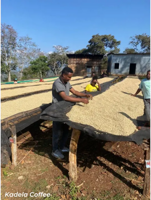 Ethiopia - Sidama Natural
